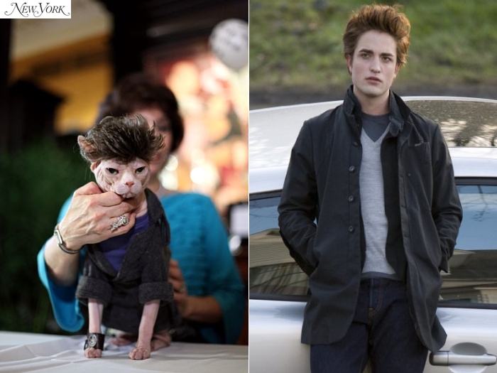 gatinho robert pattinson 700